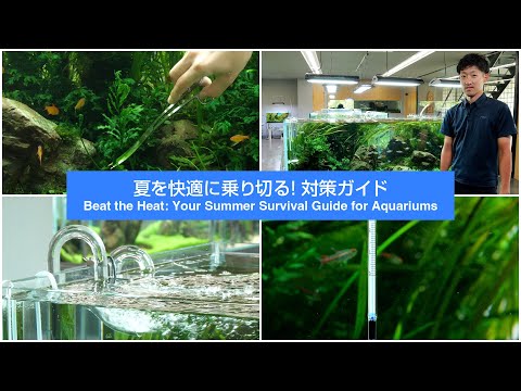 [ADAview] Beat the Heat: Your Summer Survival Guide for Aquariums／夏を快適に乗り切る！対策ガイド【EN/JP Sub.】