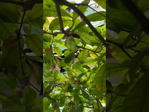 TRÁI CHUA, MẶN, ĐẮNG, CAY THÀNH NGỌT. VỊ NGỌT TÌNH YÊU (MƯA BÃO MÁT MẼ ẺM RA TRÁI NHIỀU)