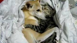 Dog and cat sleeping together