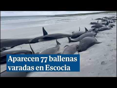 Aparecen 77 ballenas varadas en una playa de Escocia