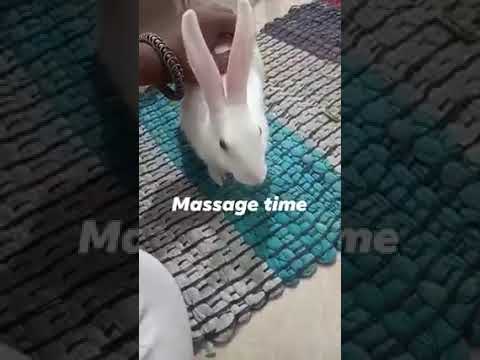 #cute #lovely #rabbit #lovelyday #love