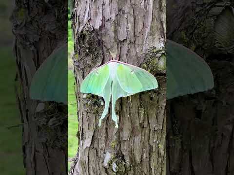‼️GIANT Luna Moth‼️ #lunamoth #insects #moth #silkmoth #nature #naturelovers #spiritualhealing