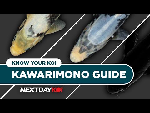 Kawarimono Koi_ Kumonryu, Matsukawabakke, Karasu,  Kawarimono (Kah-Wa-Ree-Moe-No) is a broad, catch-all term for a large variety of koi that don’t fi