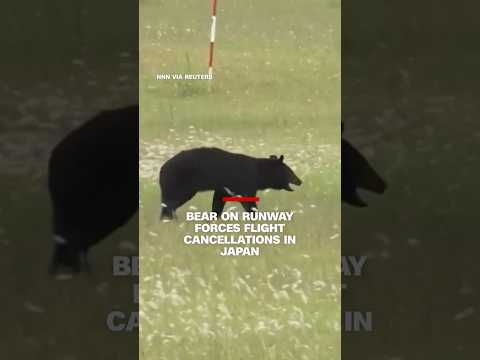Bear on runway forces flight cancellations in Japan