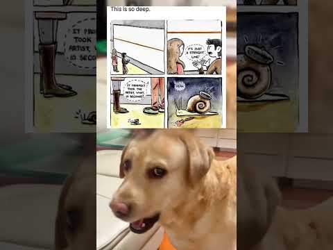 #memes #story #dog #shorts #pets