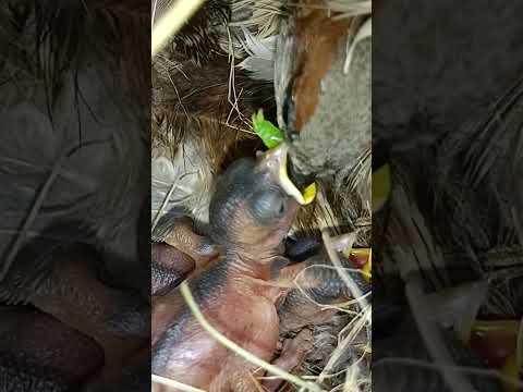 Sweet Sparrow Baby Moments #shorts