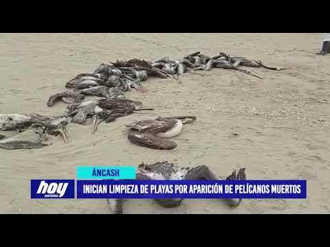 Ancash: MDS y SENASA inician limpieza de playas donde aparecieron pelícanos muertos