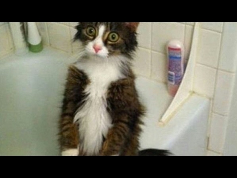 Funny reasons why YOU SHOULD HAVE A CAT -Funny CAT video