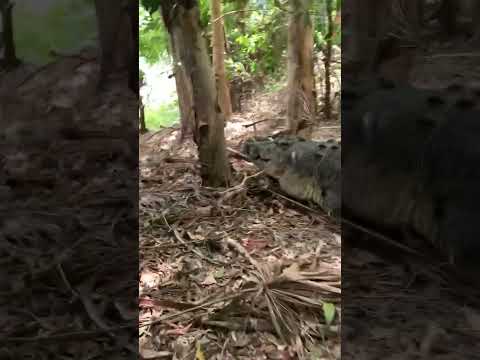 Giant Croc went for the Camera Man😳 This big cr Follow Me Here!!

Meet Me Here_ https_//linktr.ee/thereptilezoo
Facebook_ https_//www.facebook.com/p