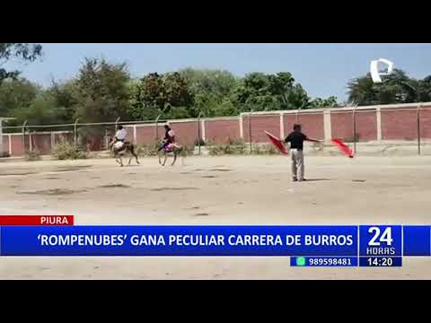 Burrocross 2022: Realizan singular carrera de burros en Piura