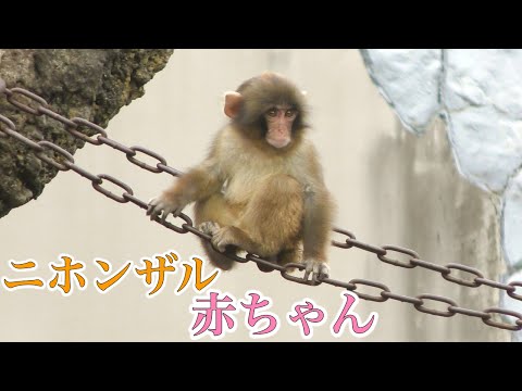 オレンジ動物チャンネルの最新動画 Youtubeランキング