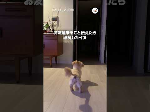 猫の動画サムネイル - お友達を心待ちにしている背中｜PECO