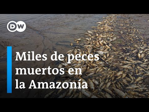 Una sequía sin precedentes amenaza la seguridad alimentaria en la Amazonía brasileña