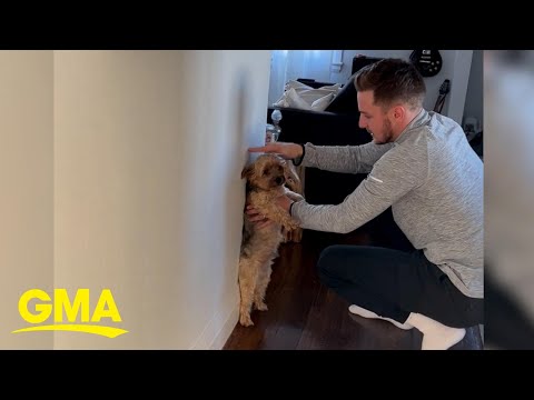 See how this man checks his dog Lenny’s height | GMA