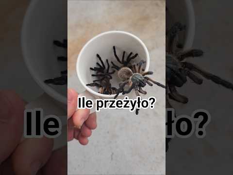 Grupówka Monocentropus balfouri LEVEL UP #spider #monocentropus #balfouri