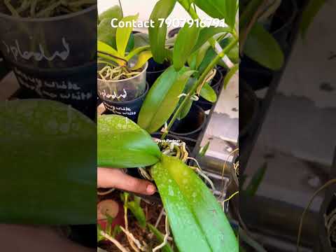 Phelenospis Fairy Wings #shorts #youtubeshorts #shortvideo #youtube #orchid #orchidflower