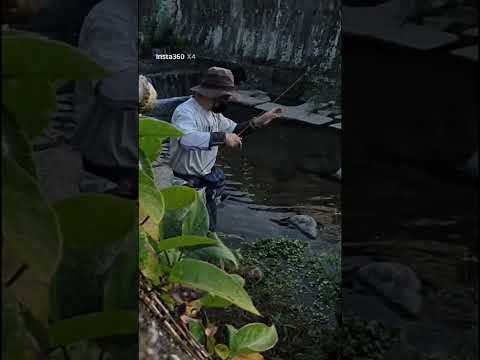 周防大島の小さい川でチャビング