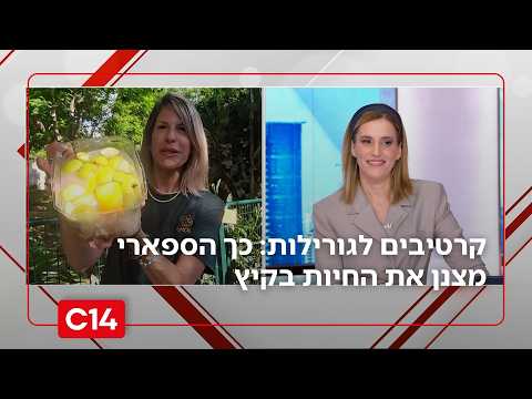 קרטיבים לגורילות ואמבטיות לפילים: כך הספארי מצנן את החיות בקיץ