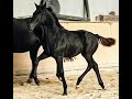 Dressuurpaard Prachtig zwart dressuurveulen, hengst
