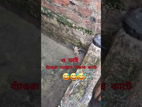 ব্যাঙের সাঁতার কাটা/ Frog 🐸 swimming