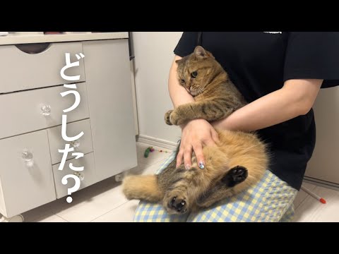 何か嫌な事があったのか、ママにぎゅっと抱き着いてしまった猫が尊い…