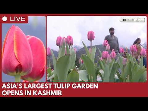Asia’s Largest Tulip Garden Inaugurated Amid Spring Bloom