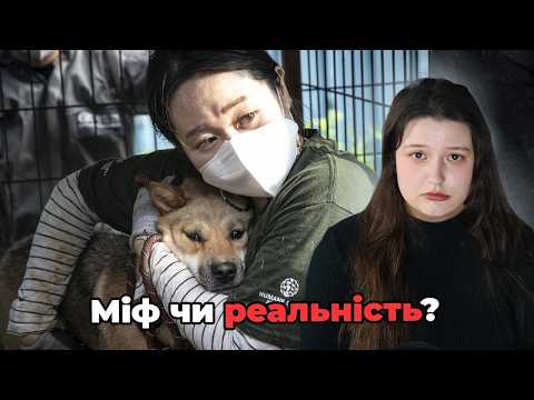 Чи справді корейці їдять собак?