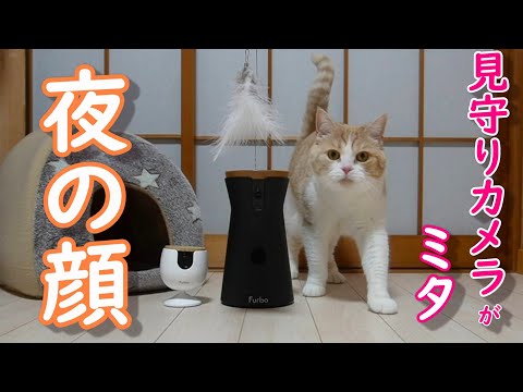 見守りカメラが捉えた深夜の猫の行動が可愛すぎました【スコティッシュフォールド】【アビシニアン】