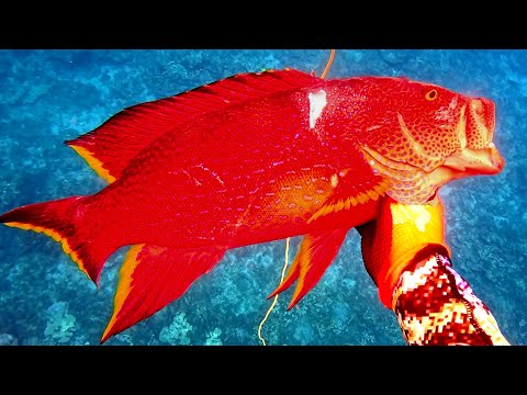 食べれば病院送り？危険な魚の毒を無効化して食べてみると。。。