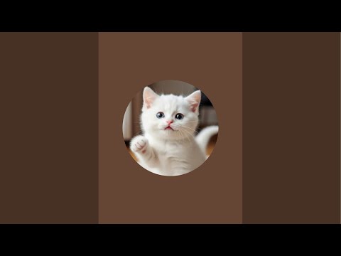 NooriSmile is live #trending #cutecat #shortsfeed ##youtubeshorts #subscribe