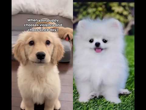 dog 💕💕💕💕💕💕