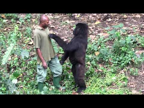 Senkwekwe Center, Rumangabo, Virunga National Park, DR Congo.