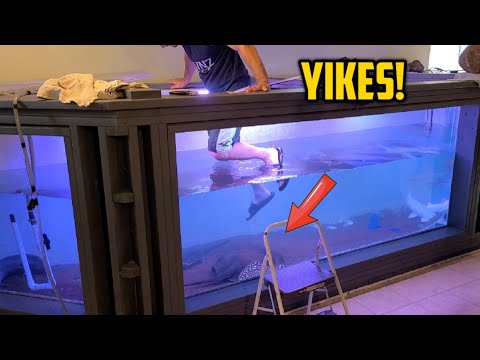 I Turned My 1,500 Gallon DIY Plywood Aquarium Into Getting back into the big tank to do some rock work.


Instagram_ off_the_deep_end_aquatics
https_//