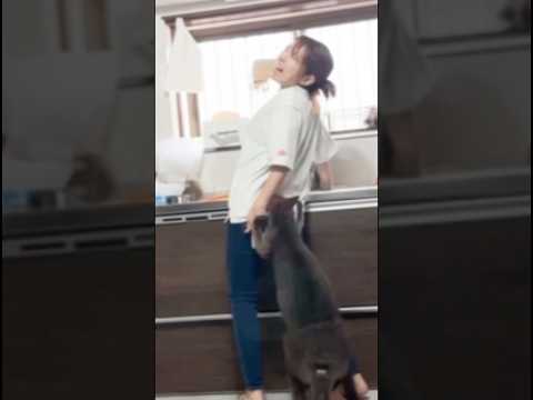 カンガルーに浣腸されて腰痛めるママ#shorts