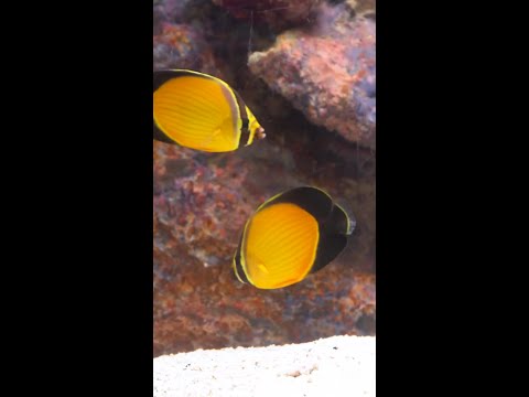 Coming thisWednesday to Diver's Den at 5pm CST! Coming thisWednesday to Diver's Den at 5pm CST!
#liveaquaria #diversden #wysiwyg #fishkeepers #fisht