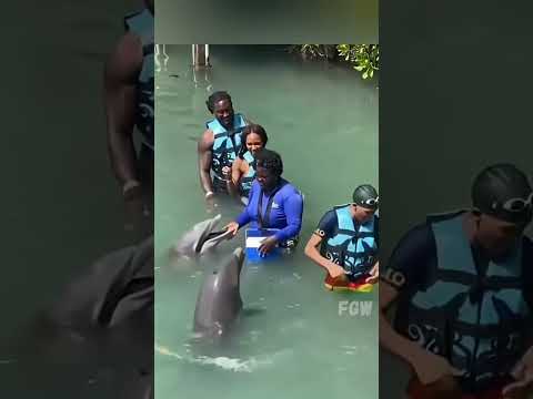 Cutest Comedians Animals Making Us Laugh #funny #animals #shorts