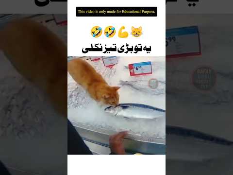 Ye To Bari Teez Nikli _ #cat #funny #viral #shorts