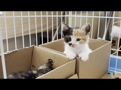 猫の動画サムネイル - 寝床で一緒に寝たい仲良しの子猫
