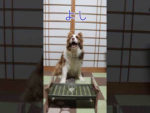 深底カップにおやつを入れてボーダーコリーに与えた結果…#shorts