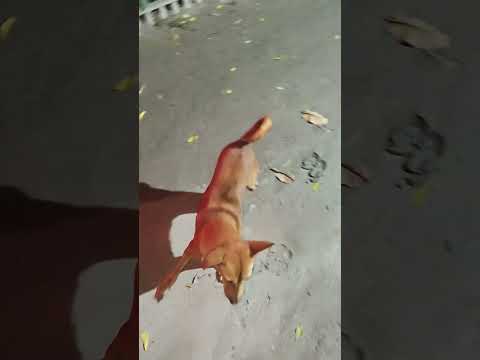 छोटे से ब्लॉग में #dog #animal #blog