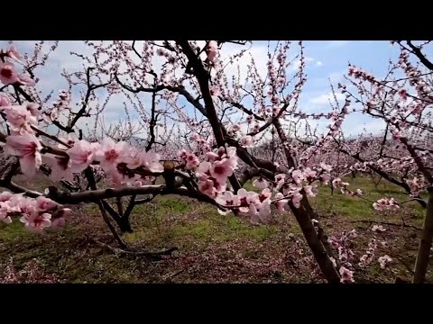 Burst of pink peach blossom welcomes northern Greece into spring
