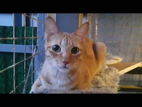 Safe with My Cats 🙏 Hoping for Peaceful Days Ahead