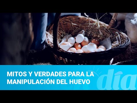 Mitos y verdades para la manipulación del huevo