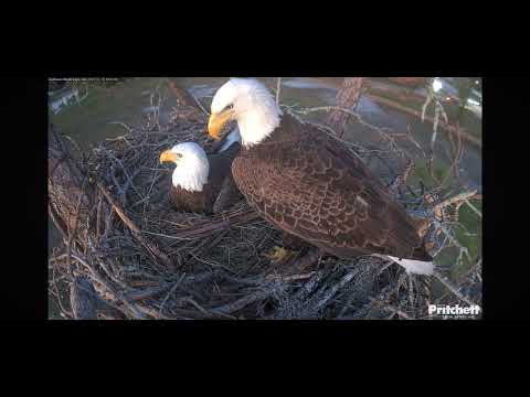 F23 Gives M the Stare That Means My Turn to Incubate!