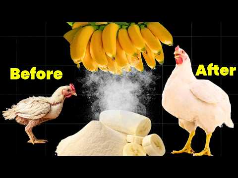 This JAMAICAN Banana Recipe Made MY Broilers BURST in Weight!