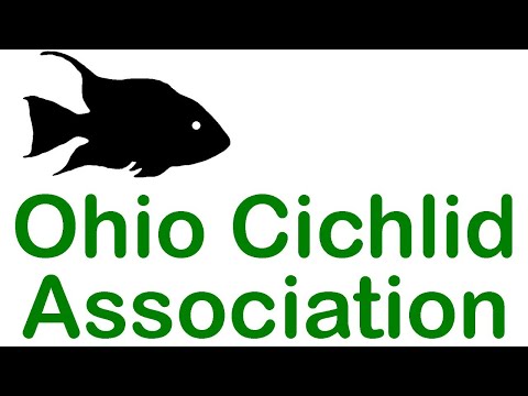 May OCA Meeting OCA Program Preview
Stephan Tanner
“Reappearance of Brazilian Plecos in the Trade”
Ohio Cichlid 