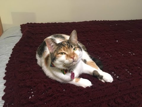 Happy 1ST Birthday Prim