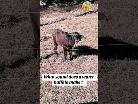 Moo-ving mess masters 😂🐄🗣️ #animallover #animals #funny #viral #cow #youtube #shorts #youtubeshorts