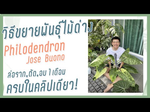 แนะนำวิธีตัดขยายพันธุ์ไม้ด่าง