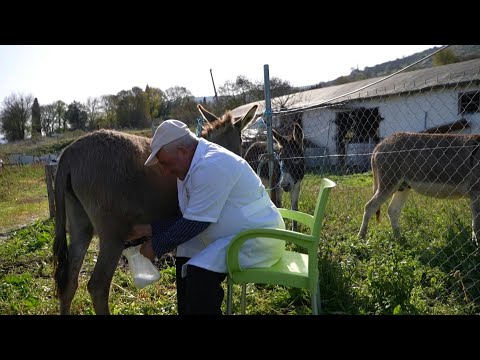 'Taste of love': Albanian farmers face exploding demand for donkey milk | AFP